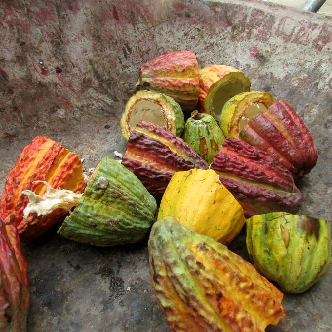 Cacaoyer. Fèves de cacao maison