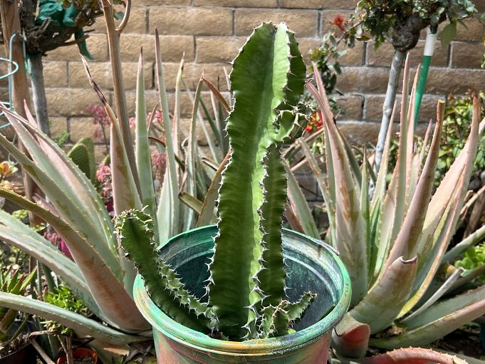 Cactus au crayon. Cultiver Euphorbia Tirucalli dans votre maison