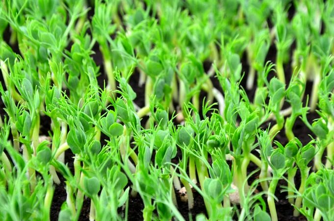 Comment faire pousser des micro-verts d'amarante rapidement et facilement