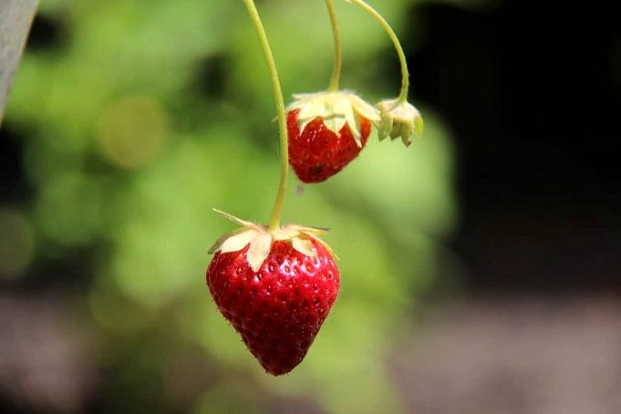 Cultiver des fraises alpines tout l'été